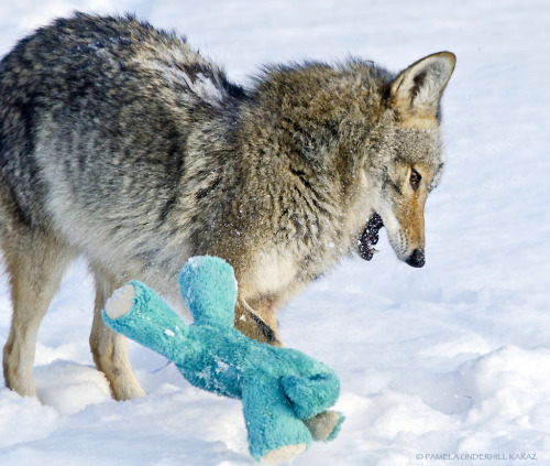 phalaenopfish:  catsbeaversandducks:  All This Coyote Needed Was A Toy “Yay!!!” Photos by ©Pamela Underhill Karaz - Via Mother Nature Network  I bought this toy for Cisco recently! 