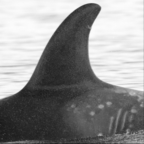 One year old A124, Schooner(A64)’s third known offspring.ID photo taken by Jared Towers in 2020.