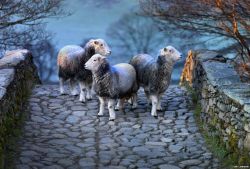 pagewoman:  Herdwick Sheep, Cumbria, England