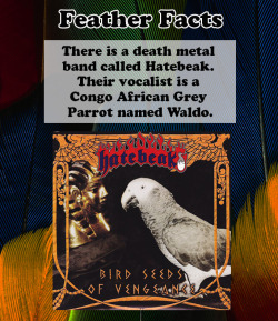 pepperandpals:  Waldo is 25 and makes music with his band mates Blake Harrison and Mark Sloan. Because concerts would cause stress to Waldo, they do not tour. They have released three albums: Beak of Putrefaction, Bird Seeds of Vengeance, and The Thing