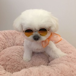 esyroclothes:  GET HERE THE NEW FASHION GLASSES FOR SMALL PETSONLY ŭ USD WITH WORLDWIDE SHIPPING