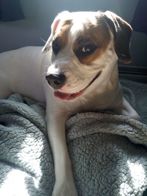 handsomedogs:  This is Buddy! Pitbull & beagle mix. He was rescued from local shelter and loves to sunbathe!