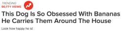 fatbodypolitics:  buzzfeed:  oh heck yeah  My moms old dog, Pepper, use to come RUNNING when my mom would start opening a banana.  