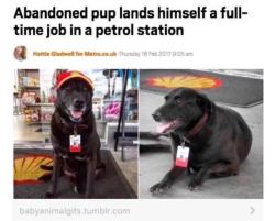 doggos-with-jobs:  Best news I’ve heard