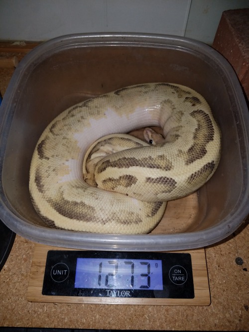 wheremyscalesslither:All the adult ball pythons on weight day. everyone is over 1k!EVEN HELIOS WHICH