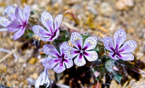 rhamphotheca:Tiny lilac sunbonnets (Langloisia setosissima punctata), family Polemoniaceae (the phlo