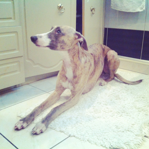 Pegasus the beautiful whippet posing like an Egyptian cat. So expressive and dramatic, I absolutely 