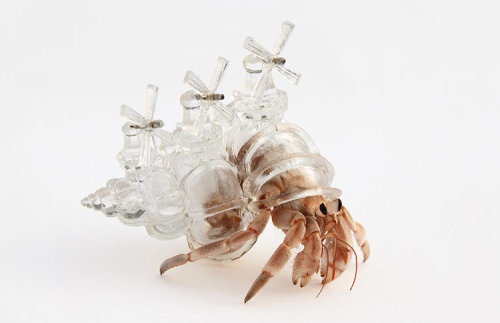 cauxcollective:  Caux Collective Introduces: Aki Inomata In her 2009 project named “Why Not Hand Over A ‘Shelter’ To Hermit Crabs?” Japanese Fine Artist Aki Inomata set about creating artistic, make-shift homes for the small crustaceans,