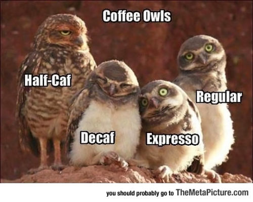 Coffee Explained With Owls