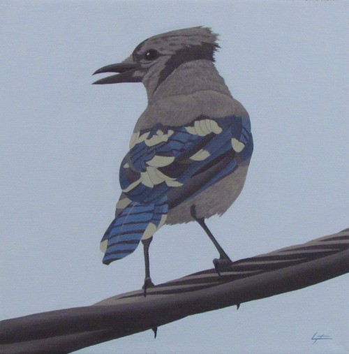 Blue JayAcrylic on canvas 8x8". Charles Morgenstern, 2022. Colorado Springs, Colorado. Artwork 