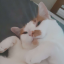carrioncats