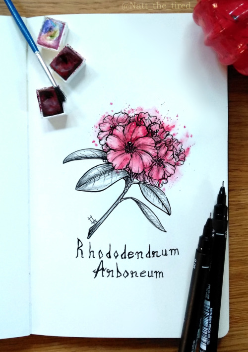 Sproutober 5: Tree Rhododendron (Rhododendrum arboreum) Sproutober challenge infos here!