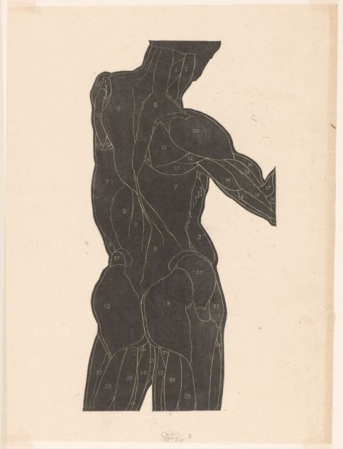 thatsbutterbaby:Reijer Stolk - Anatomical study of the back and buttock muscles of a man in silhouet