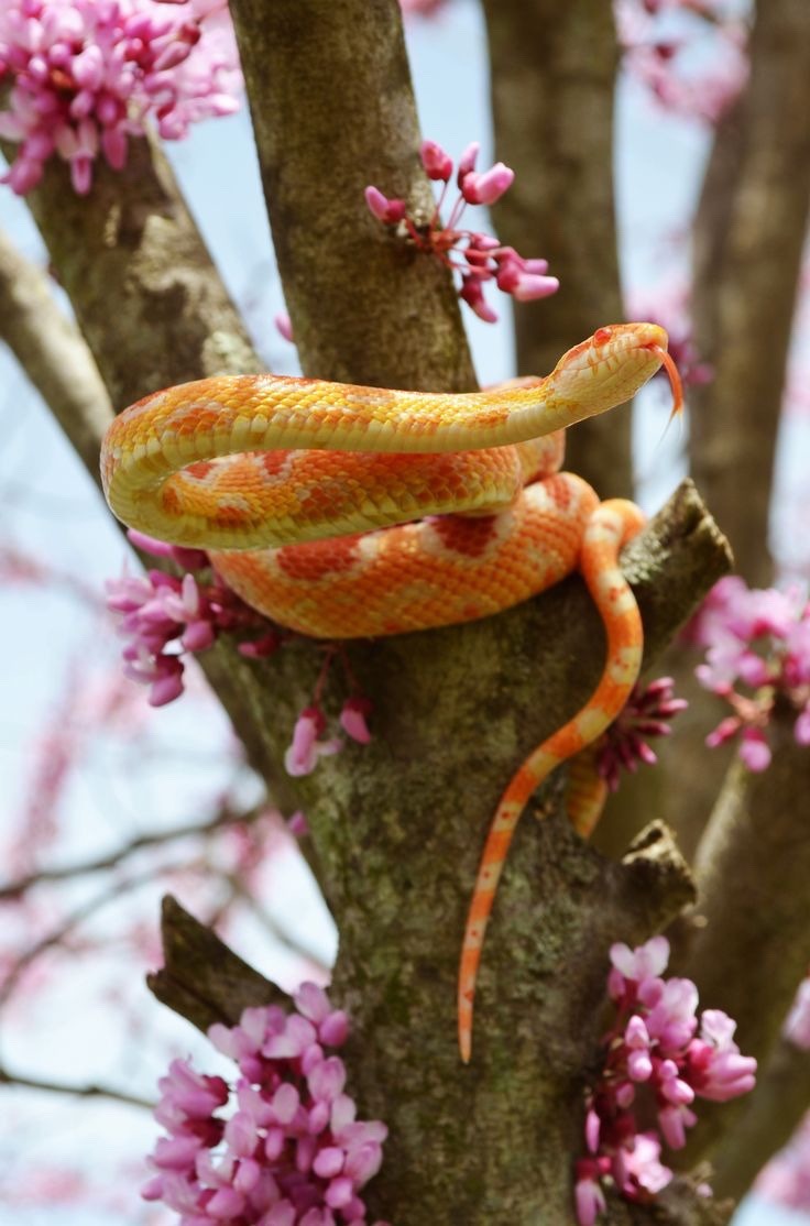we-love-and-support-snakes:  a corn snake in a tree. where he was meant to be. 🌸 