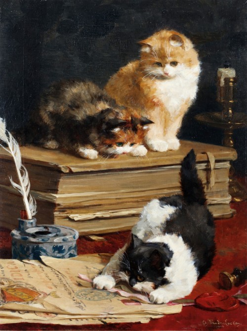 simena:    Chatons ludiques - Charles van