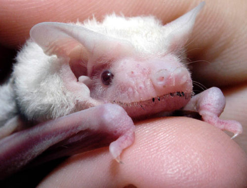 odditiesoflife:  Rare Albino Animals Albinism is a congenital disorder that robs the skin, hair and eyes of color due to lack of pigment. Albino animals are born at great risk when in the wild as they are highly visible to predators. These animals may
