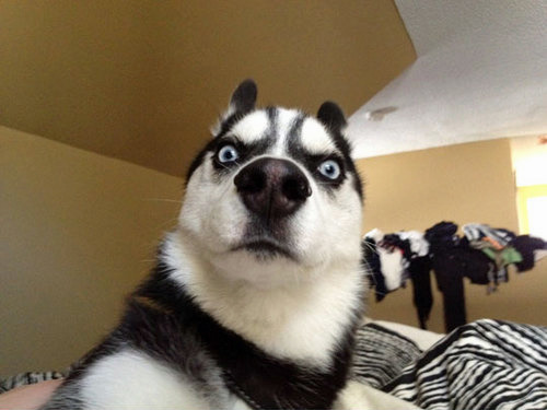 The Many Expressions Of A Husky