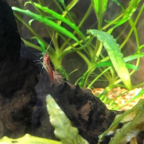 Got some cherry shrimp in our kitchen tank! It’s no longer plants only. #cherryshrimp #shrimp 