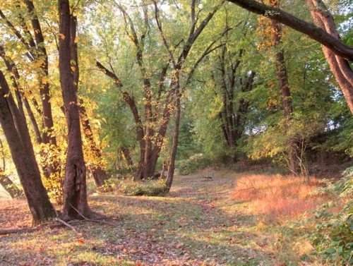 One more from along the river this morning. Ah, the light!