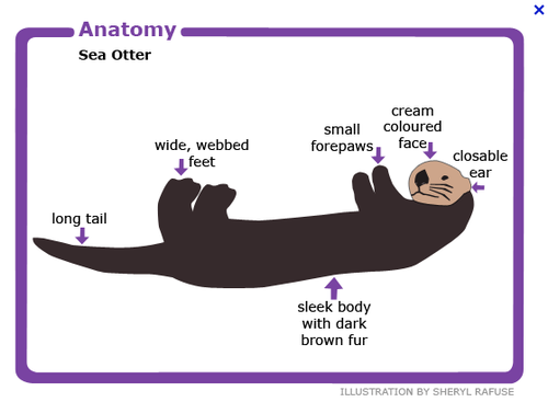 I’m looking for sea otter refs for drawing purposes and I thought some detailed anatomy drawings would be very helpful. So I search for “sea otter anatomy” and this is the first thing that popped up:  To be fair it’s for kids but