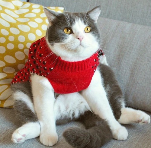 pudgykitties: Feeling festive? (Via Cat in Berlin- catinberlin.com)