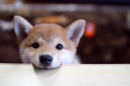 Insane Corgi