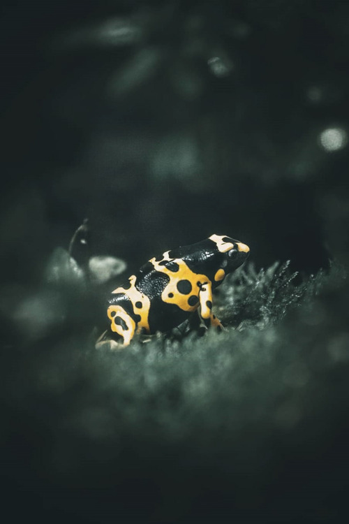 lsleofskye: Yellow Banded poison dart frog 🐸 | alexisrateau