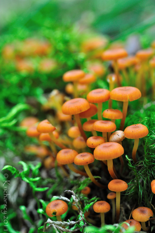 blooms-and-shrooms: Nutrient cycling by Dark-Raptor