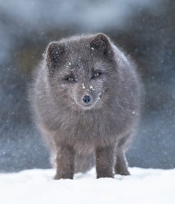 beautiful-wildlife:  Eye Contact by © Giedrius Stakauskas Arctic Fox, Iceland 