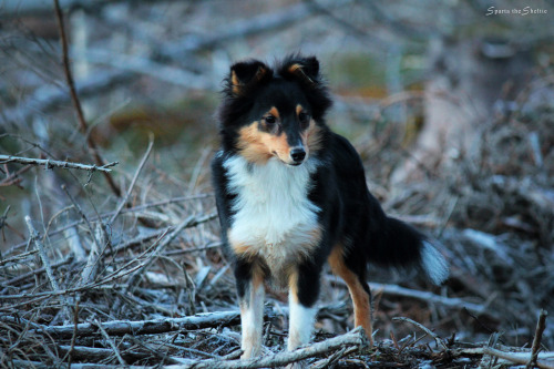 spartathesheltie:While waiting for snow, we’ll just have to settle for frost. Sparta doesn’t know what she’s missing yet.