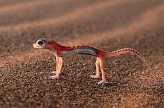 slab-o-meat:  jazzmastr:  sh0wer-beer:  slab-o-meat:  show me a lizard  Show johnny