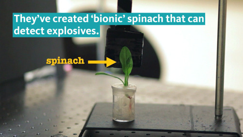 ucresearch:  Scientists ‘train’ spinach to sniff out bombs A team of scientists, including UC Riverside assistant professor Juan Pablo Giraldo, have transformed plants into sensors that detect explosives. The spinach plants were designed to sense