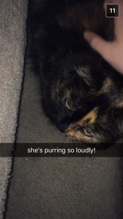 for the past 2 days nina @scullysgay has been sending me non-stop snapchats of these cats