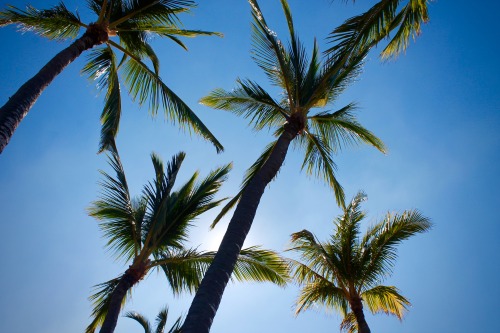 Palm Trees, Lakapahi State Historical Park, North Kohala District, Big Island, HI // 30.1.16