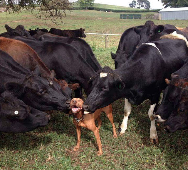 ultracutepets:  This makes me smile.