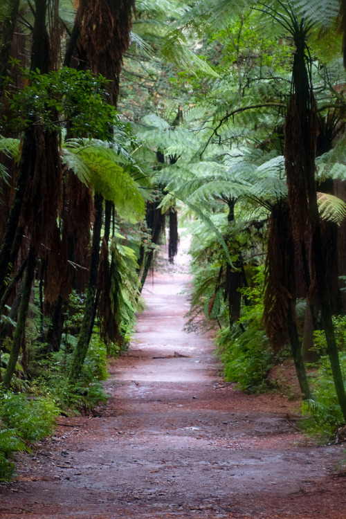 Rotorua Rain Forest; New Zealand by Kata Irrlicht