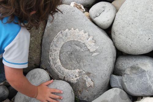 aconitum-napellus: Fossils at Monmouth Beach. Lyme Regis, Dorset. We were all so excited over these!