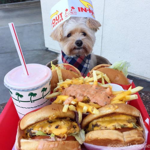mymodernmet:Starving Stray Dog Is Rescued and Taken to Pet-Friendly Restaurants All Over LA