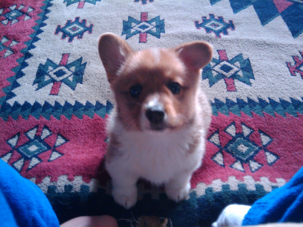 corgiaddict:  This is Lenny the day I first brought my corgi home! You will never