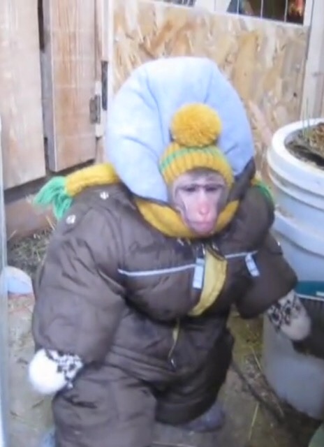 meta-xylene:  ikea monkey v2.0 