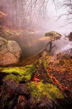 panatmansam:  lionpuppy: Foggy Log | Wallzeye 