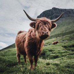 earth: A highland cow in Faroe Islands. @