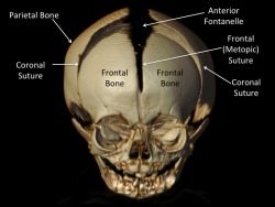 sixpenceee:  The bones of a newborn baby’s