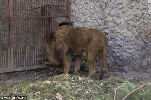 theveganmothership:  ANIMALS IN NEED OF FOOD! PLEASE SHARE, OUR HOPE IS THAT OTHER SANCTUARIES WILL STEP UP AND HELP PROVIDE IMMEDIATE RELIEF. Urgent plea from the Director of the Kharkiv Zoo in the Ukraine. The animals are left to starve to death in