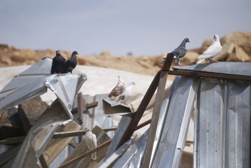 On Monday, September 16th, Israeli forces descended upon the Bedouin community Khirbet Makhoul locat