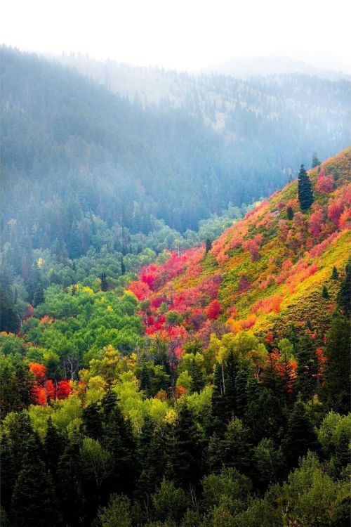j-k-i-ng: “Fall in Wasatch” by | Levi TaylorWasatch Mountains, Salt Lake City, Utah
