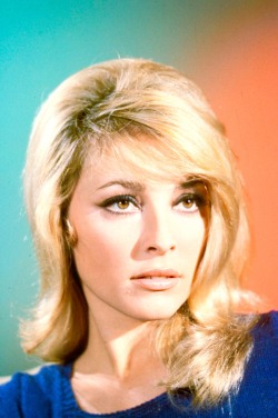 simply-sharon-tate:Sharon Tate, circa-1965