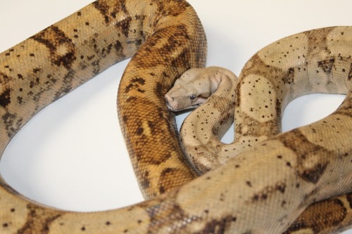 Hog Island Boa at 888 Reptiles