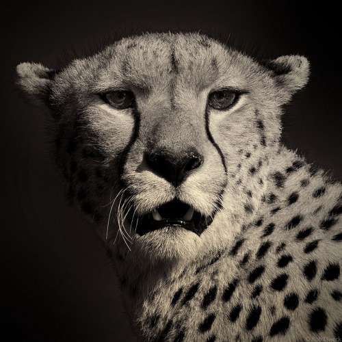 Cheetah Noir by Rob Dweck.More Animals here.