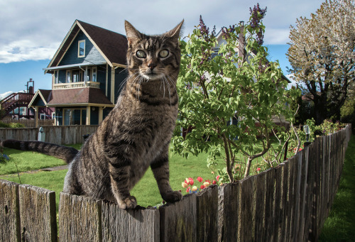 georgiastraight:  Photo of the day: Max fence by Norman Fox. Every weekday, the Straight highlights a great local shot as the Photo of the Day. Interested in submitting your photos for consideration? Check out our Flickr group.